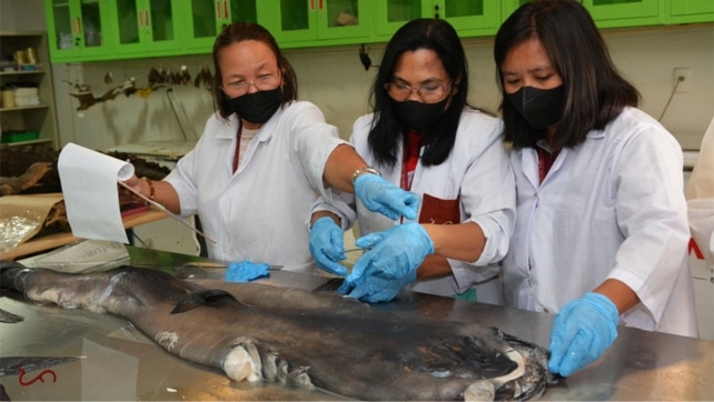 Un requin sur un banc examiné par trois scientifiques 
