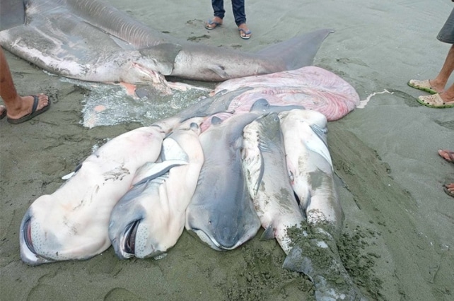 Un requin mégamouth enceinte s’échoue aux Philippines :